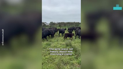 Koala Rescued From Cow Field Takes Joyride to Safety