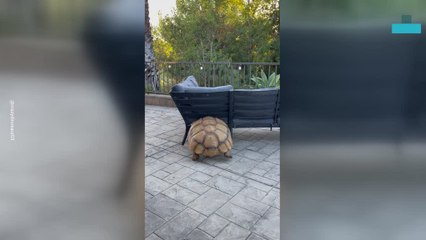 Determined Tortioise Tries to Rescue His Stuck Ball