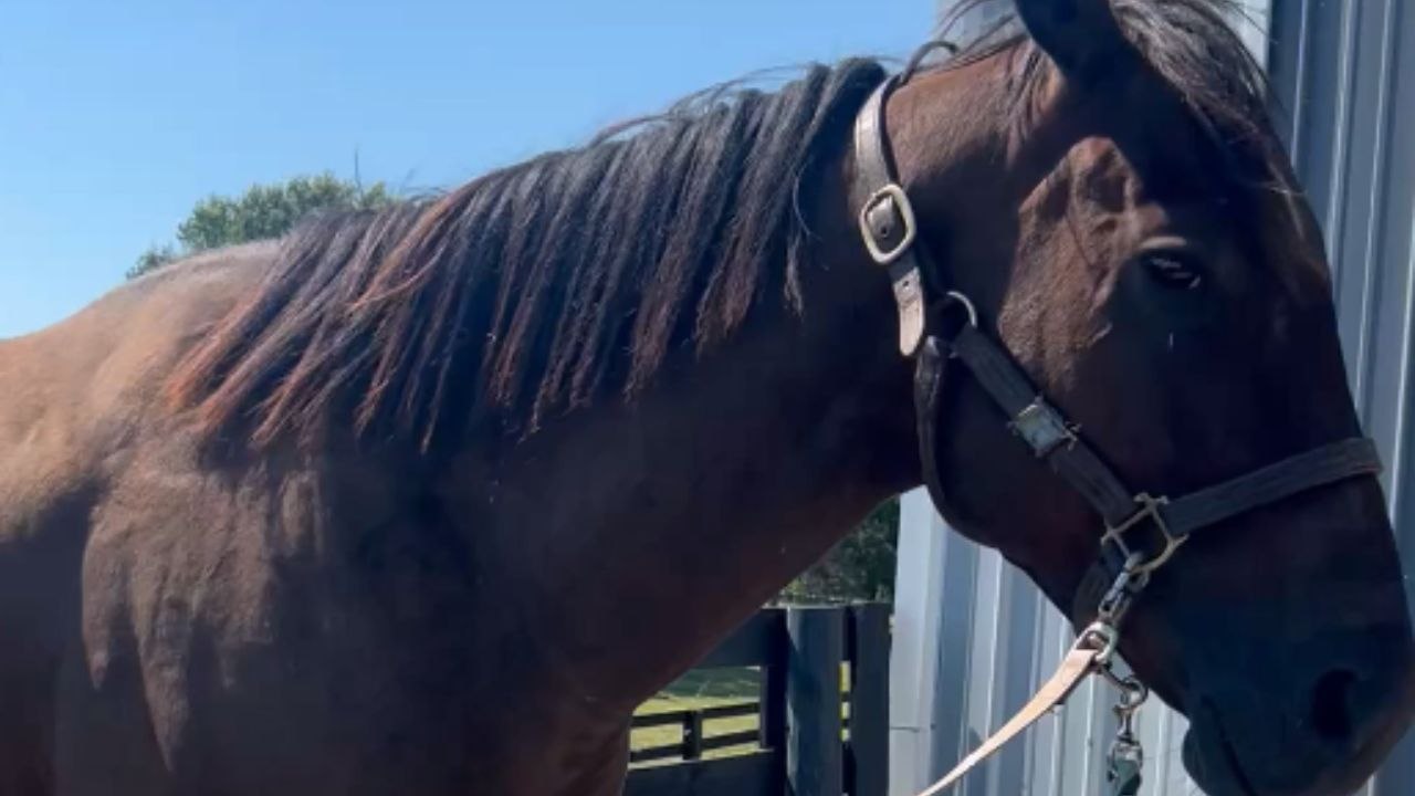 Horse reacts dramatically to the surprising noise made by a brand-new hairbrush