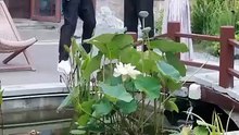 Healing My Mortal Wife First Chinese Drama - English Sub