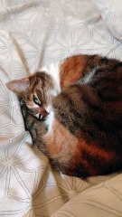 Good Night. Cat Thinks She Owns the Bed… 😴🐾 Too Cute to Argue! #cat #funnycats #goodnight #sweetdreams #viralcats #cutecats #trending #adorablecats #fyp