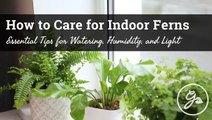 How To Care For Indoor Ferns