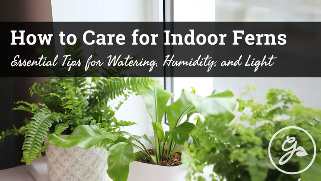 How To Care For Indoor Ferns