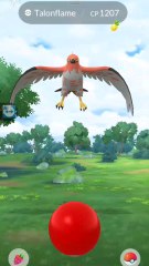a wild talonflame randomly popped up on Pokemon go