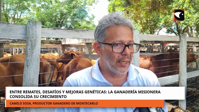 Entre remates, desafíos y mejoras genéticas la ganadería misionera consolida su crecimiento