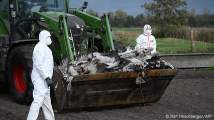 German bird flu outbreak sparks fear among farmers