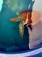 Tartaruga que precisou ter nadadeira amputada será solta em Riacho Doce