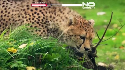 Dos raros guepardos africanos hermanos llegan a Chester Zoo, en el Reino Unido