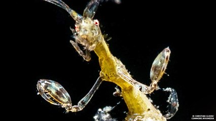 27 Sea Creatures With Hidden Talents