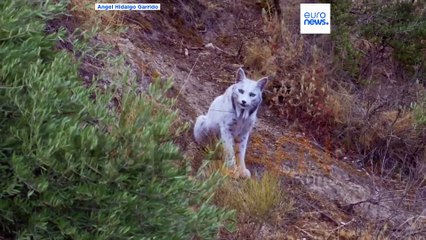VÍDEO: Un fotógrafo español captura la primera foto en el mundo de un lince ibérico blanco