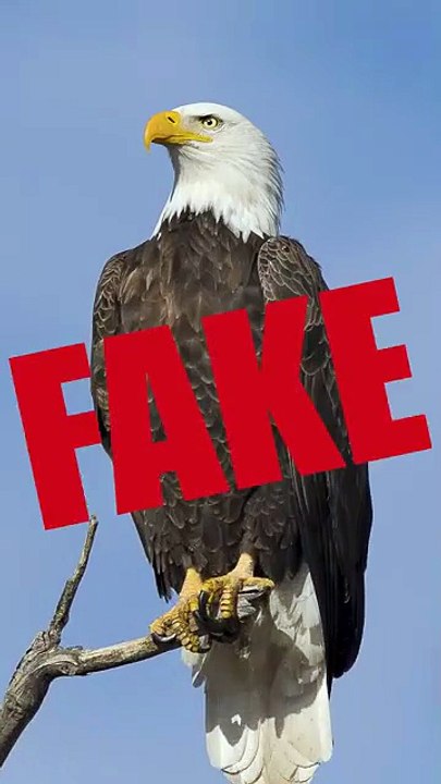 Bald eagles screams are fake