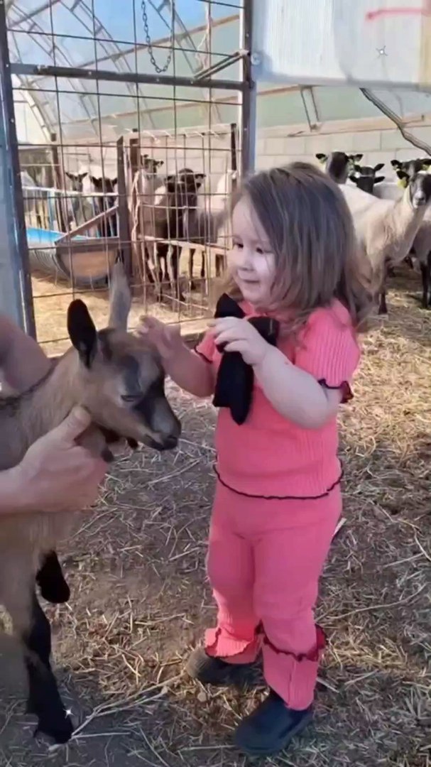 ⁣babies vs pets