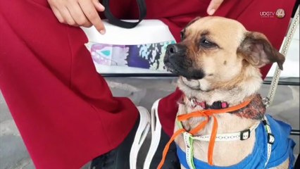 ¿Rescataste un perro y quieres que pronto lo adopten? Checa lo que dicen personas con experiencia