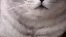 cats vs cats