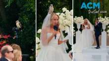 Wedding vows interrupted when kookaburra lands on bride’s head