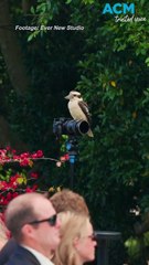 Wedding vows interrupted when kookaburra lands on bride’s head