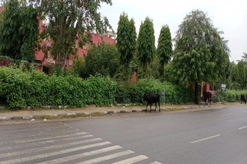 Rajasthan Weather : जयपुर में आज सवेरे रिमझिम फुहारों ने ​भिगोया, बारिश की की बूंदों से तापमान में गिरावट