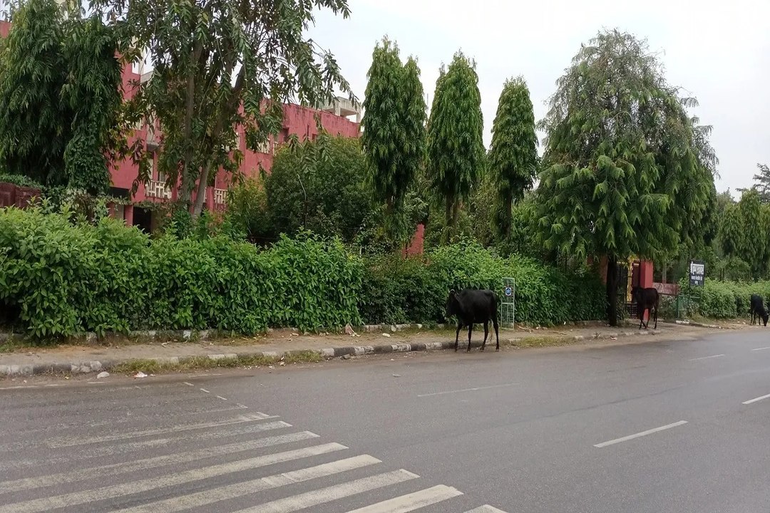 Rajasthan Weather : जयपुर में आज सवेरे रिमझिम फ...