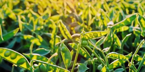 Bon Appetit, Your Majesty 🌟 Episode 3 Engsub – Delicious Drama Continues!