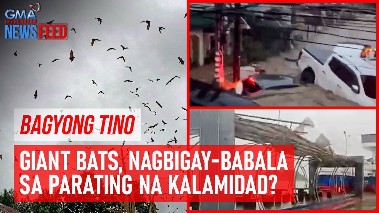 Bagyong Tino – Giant bats, nagbigay-babala sa parating na kalamidad?| GMA Integrated Newsfeed