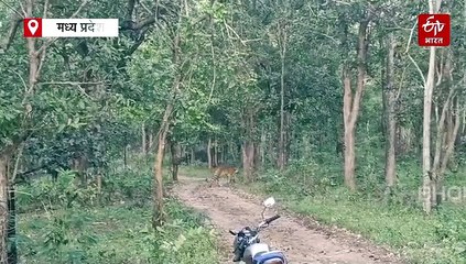 कान्हा टाइगर रिजर्व से सैर पर निकले 5 बाघ, गांव में मारी एंट्री, ग्रामीण इलाकों में अलर्ट