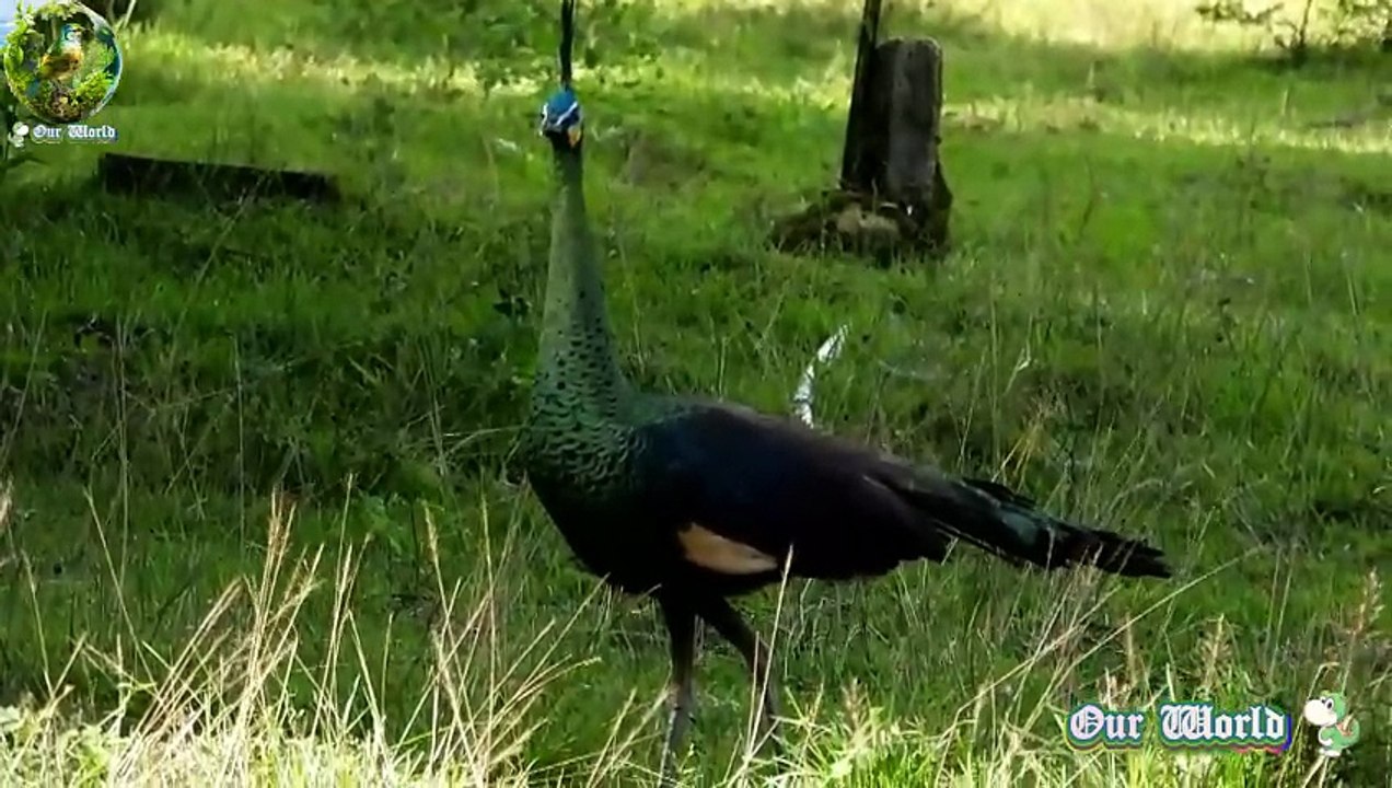 Green Peafowl