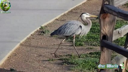 GREAT BLUE HERON 08