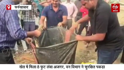 फर्रुखाबाद में खेत में दिखाई दिया 8 फीट का अजगर, वन विभाग ने जंगल में छोड़ा