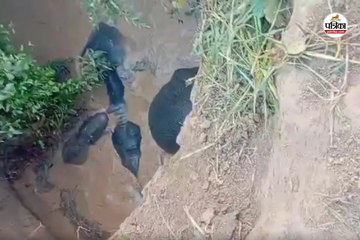 CG Elephant: कुएं में चार हाथियों के गिरने का Video आया सामने, एक शावक भी शामिल, रेस्क्यू जारी...