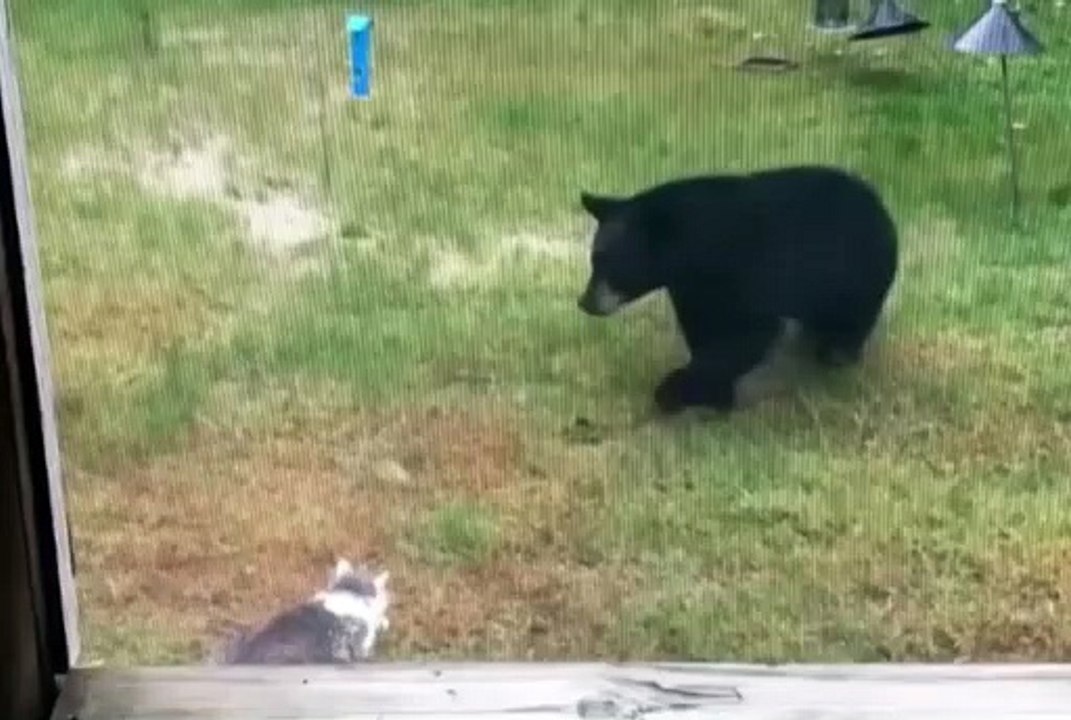 Cat vs bear…