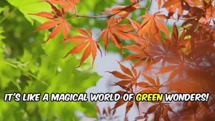 Learn About Leaves | Nature & Plants Learning for Kids