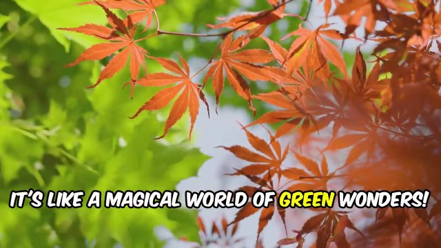 Learn About Leaves | Nature & Plants Learning for Kids
