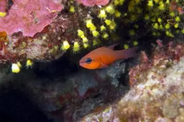 Zengin su altı canlı çeşitliliği ve batıklar: İşte böyle görüntülendi!