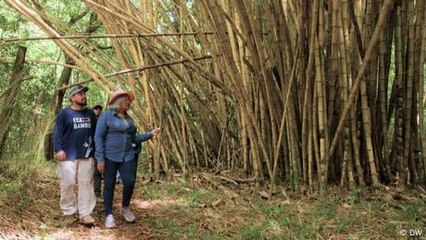 El bambú en Latinoamérica: la planta de los mil usos