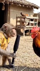 ​गांव की राजनीति: जब बंदर बना रिपोर्टर और मुर्गे से