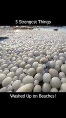 5 Strangest things wahed up on Beaches