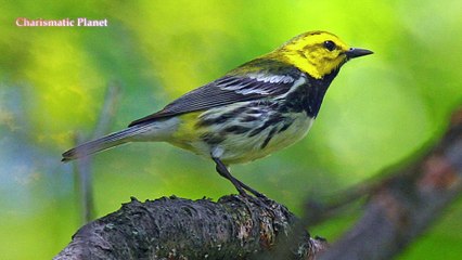 Discover the Voice of Nature | Black-throated Green Warbler Singing in Forest