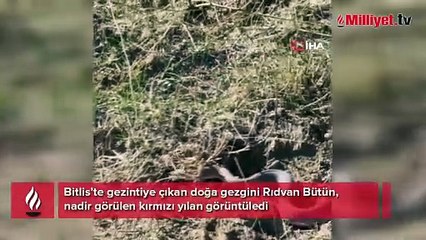 Bitlis’te şoke eden manzara! Metrelerce uzunlukta kırmızı yılan paniği