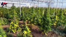 Scoperta maxi piantagione di marijuana a Monastir: sei arresti | VIDEO |