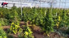 Scoperta maxi piantagione di marijuana a Monastir: sei arresti | VIDEO |
