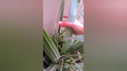 Planting a date palm tree in a pot at home! 🌴✨🌱🌿