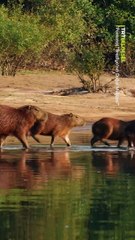 Dünyanın en büyük kemirgeni olan kapibaraları gözlemliyoruz