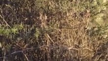 Yavrularıyla birlikteyken keseli ceylan avlamaya çalışan anne çitayı gözlemliyoruz.