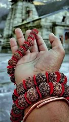 Buy Original 7 Mukhi Rudraksha Bracelet Online – Powerful Benefits  Rudrasamrat