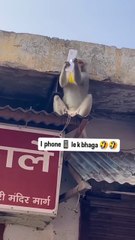 🐒 Monkey Steals iPhone! | Hilarious Negotiation for the Phone Back 😂