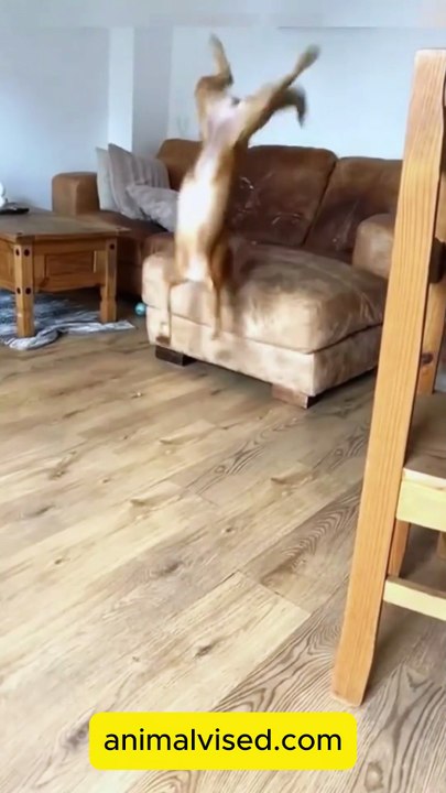 🤣 Funny Animals 2025 🤣 Funny Dogs Video 🐶 | Try Not To Laugh Challenge 😂