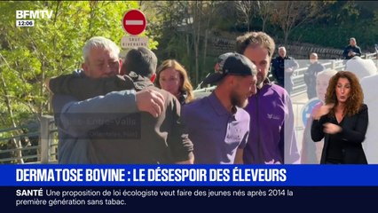 Dermatose bovine: le désespoir des éleveurs