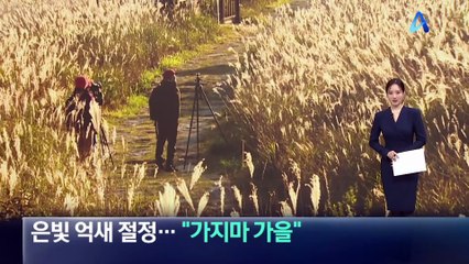 은빛 억새 절정…“가지마 가을”