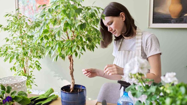 11 Tips On How To Grow And Maintain Your Ficus