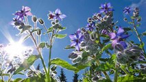 10 Tips For Gardeners Growing Borage And Lavender Together
